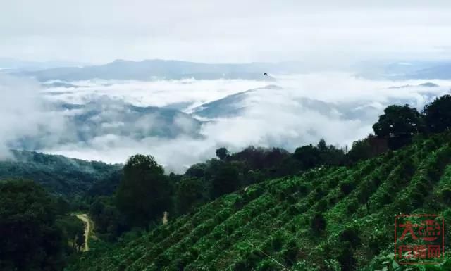 福利时间｜寻茶乡游雨林钻野象谷，这个暑假就选西双版纳