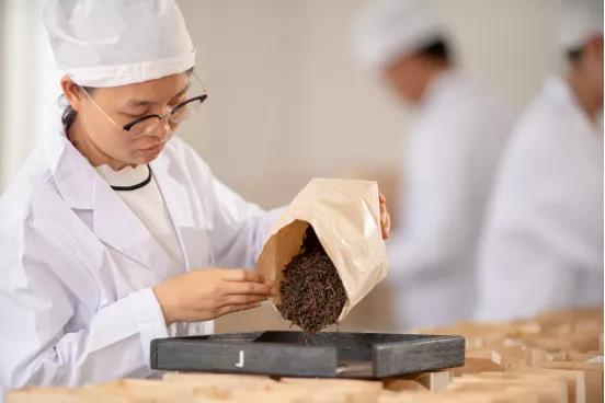 普洱茶饼背面为什么有个“窝窝”?