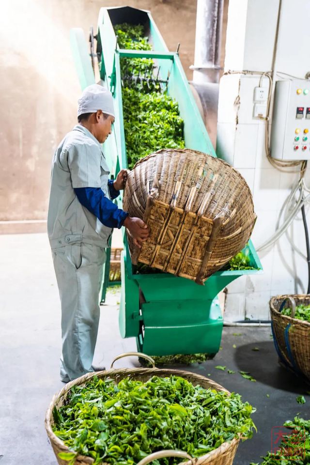 勐海茶厂春茶开收 | 初制所软硬件升级换代,严把原料入库第一关
