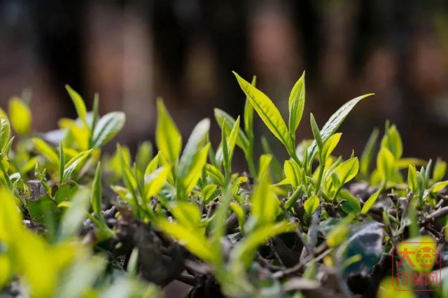 大益茶市需要“大益老班章”的出世吗?