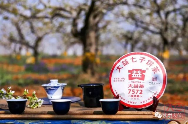 大益熟茶的典范——金针白莲
