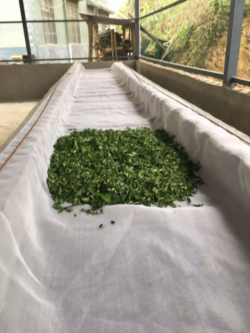 大益普洱茶投资分析：从源头分析，为什么古树茶泡沫难挤？
