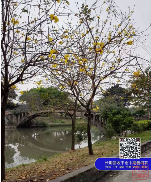 大益茶——普洱熊市中的创业板牛市