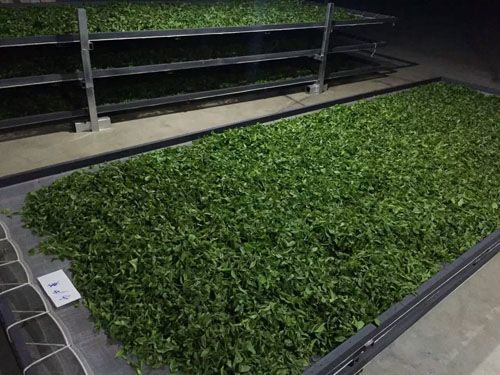 大益普洱茶投资分析：从源头分析，为什么古树茶泡沫难挤？