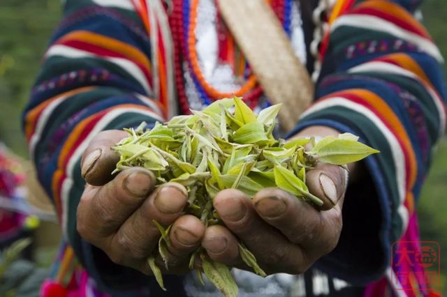 善业常青，勐海茶厂历经78载风雨越走越强！