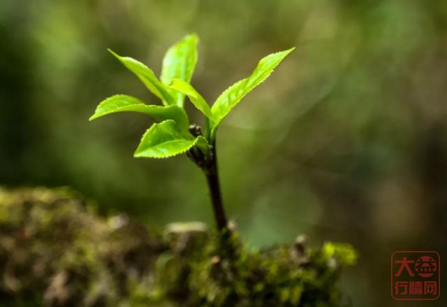 科研工作者泡茶,和我们泡的茶有何不同?