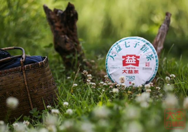 7582主题茶席 | 初夏时节,如何展示一款广受茶友追捧的经典生茶?