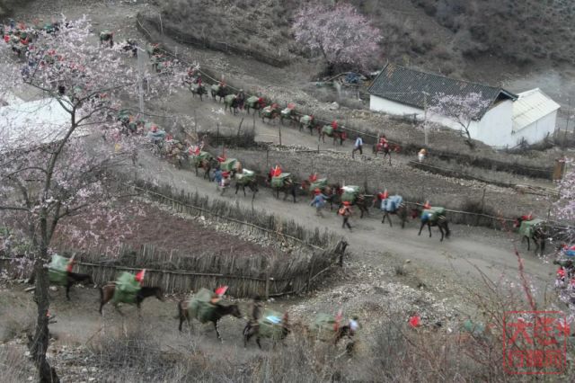 大益茶文化解读系列|NO16·圣茶之旅