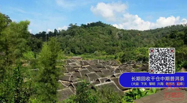 【大益茶】新手游茶山指南