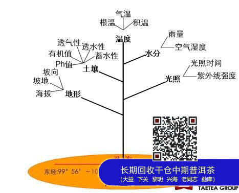 大益茶的独特价值OTA