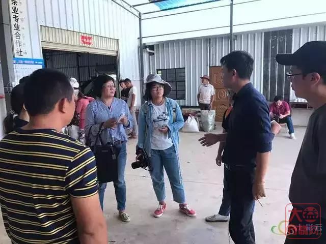 云南“三个一批”调研走进勐海茶厂 好茶致富有“大益”