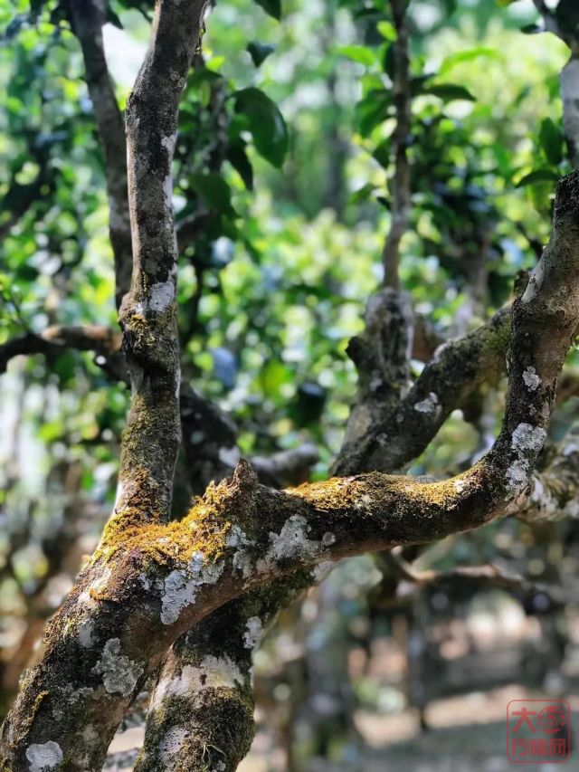 勐海茶厂春茶开收 | 初制所软硬件升级换代,严把原料入库第一关