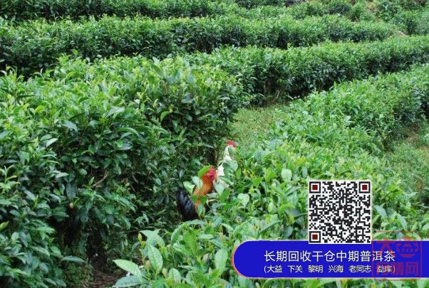 大益集团巴达山茶园基地