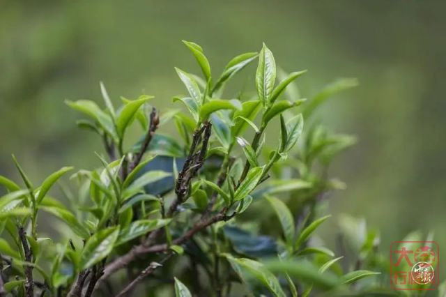 【媒体报道】茶香润心田，茶农脱贫稳 | 大益助力茶山乡村振兴“加速跑”