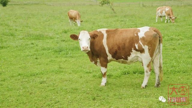 春秋大义凌空出世,熟茶崛起,新旧势力大碰撞,市场要变天?