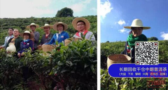 【大益茶】新手游茶山指南