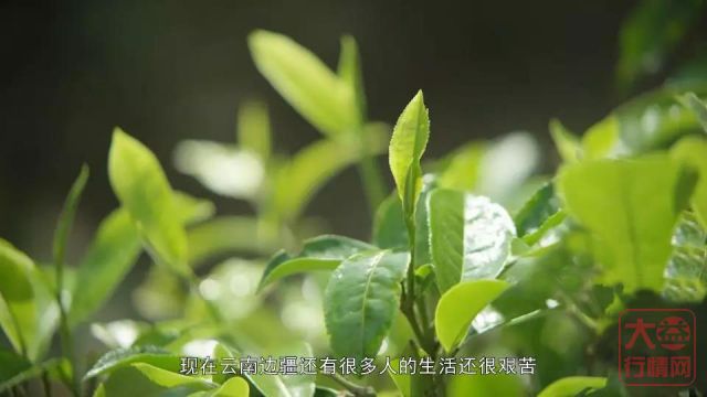 金字招牌“大益茶”，一代宗师“邹炳良”，60年制茶历史