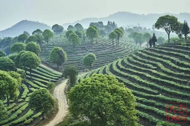 同为明星茶，群峰之上究竟厉害在哪里？