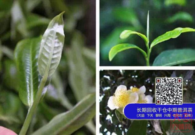 【大益茶】新手游茶山指南