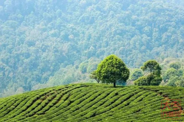 传奇大益茶的三个关口 每一关都凶险无比