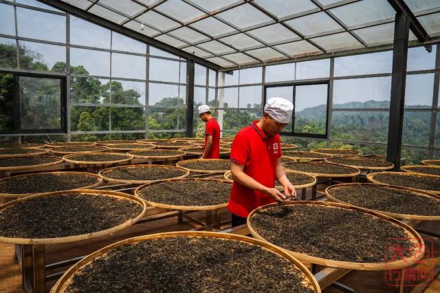 勐海茶厂春茶开收 | 初制所软硬件升级换代,严把原料入库第一关