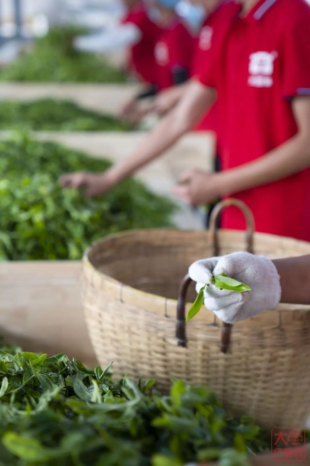 一杯好茶从原料开始 | 10名优秀大益原料供应商受表彰