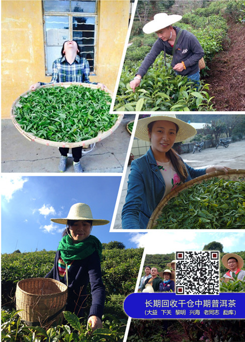 凤凰计划之大益茶专营店首届特训班在勐海开班