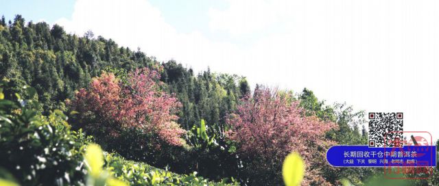 《大益E读本》为你的茶生活增添欢乐