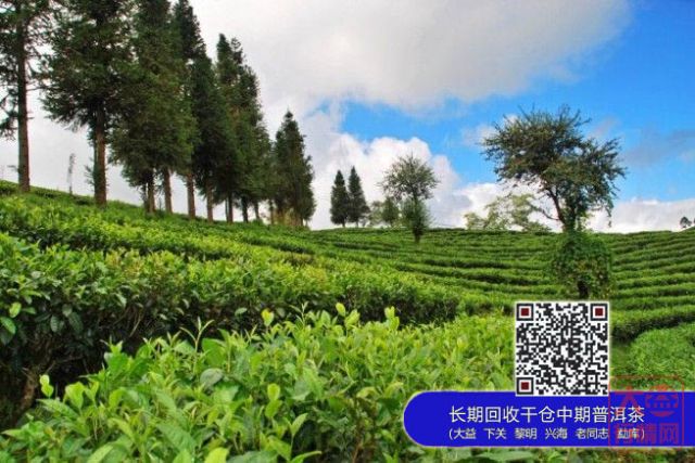 大益集团巴达山茶园基地
