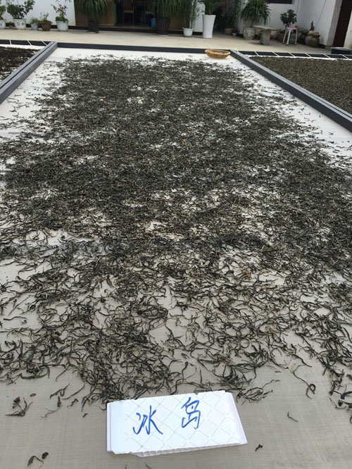 大益普洱茶投资分析：从源头分析，为什么古树茶泡沫难挤？