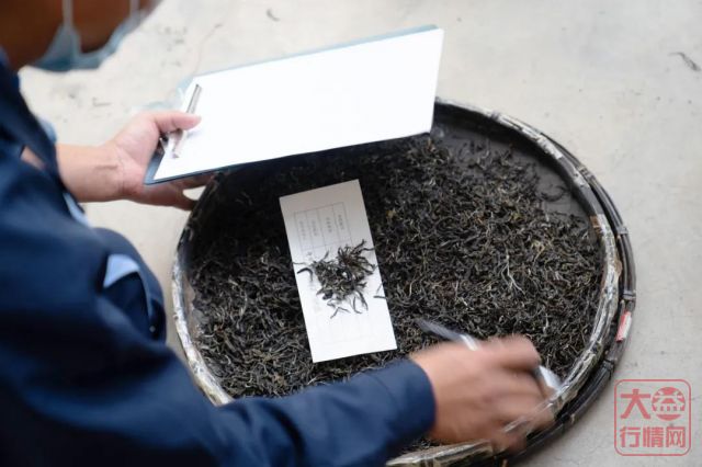 勐海茶厂春茶开收 | 初制所软硬件升级换代,严把原料入库第一关