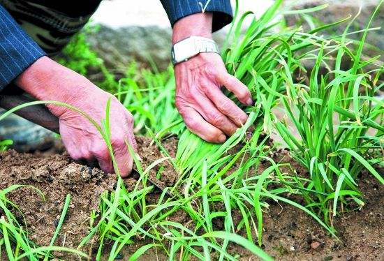 投资新编：农夫与韭菜！