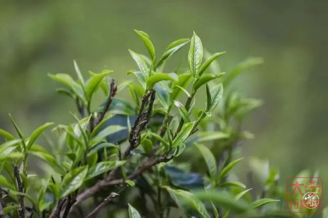 从感性迈向理性,茶价到底应不应该规范化