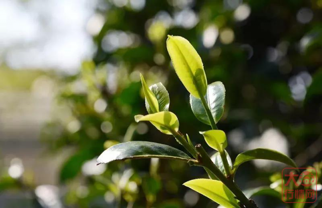 大益行情网：大益茶易武正山，涨价路线