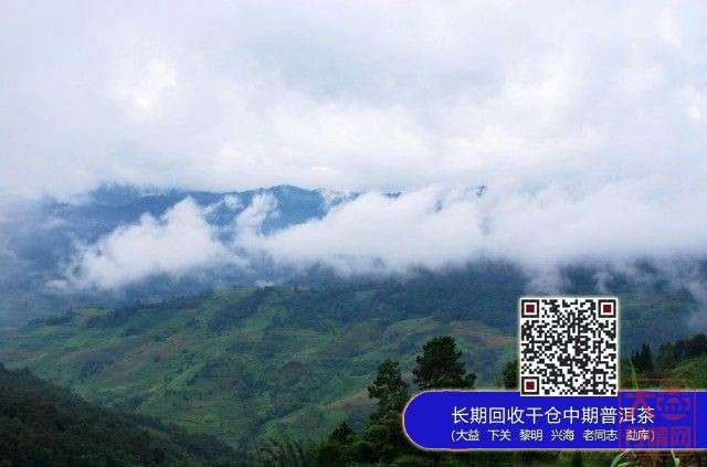 大益集团巴达山茶园基地