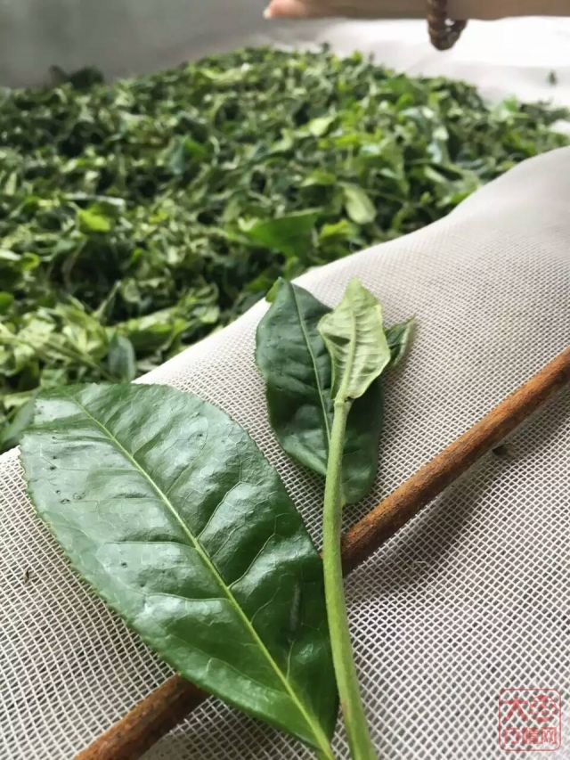 大益的那些山头茶