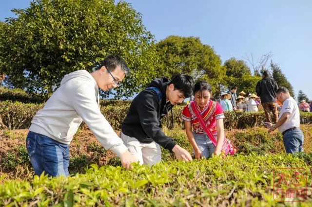 大益春茶开采，5名球星献出与普洱茶亲密的N个第一次