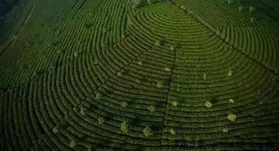 大益行情网：2006年南糯孔雀古茶山，孔雀捡漏之选