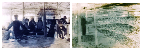 善业常青，勐海茶厂历经78载风雨越走越强！