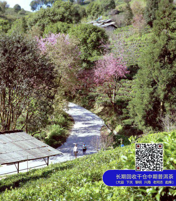 《大益E读本》为你的茶生活增添欢乐