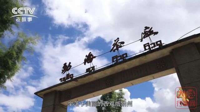 大益行情网：大益80庆典特别版7542，经典大益茶诞生的故事（上）