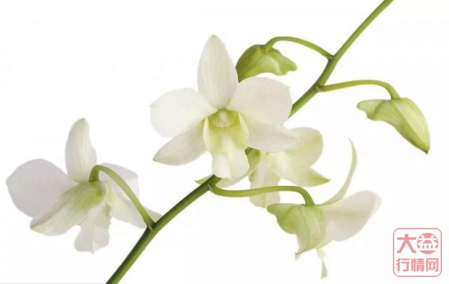 哪一款的大益茶用“香气”吸引了你？