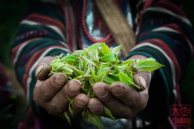 大益茶文化专题篇||以茶为媒，走向共同富裕