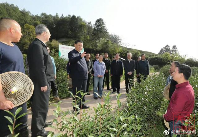 大益茶文化专题篇||以茶为媒，走向共同富裕