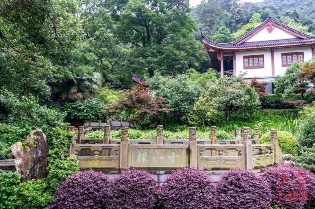 新茶上市就走低!行情是表象,文化底蕴才是根源