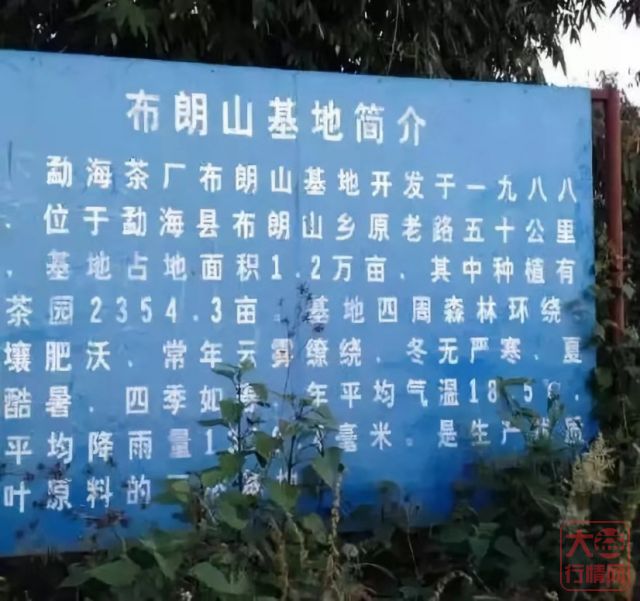 901 布朗山青饼 —— “茶海明珠”上的浓强刚烈