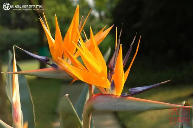 福利时间｜寻茶乡游雨林钻野象谷，这个暑假就选西双版纳