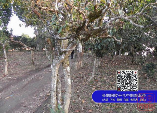 大益真给古树茶“点把火” 是否引火烧身？