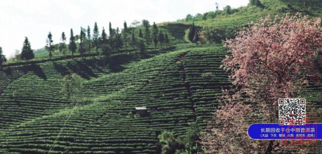《大益E读本》为你的茶生活增添欢乐