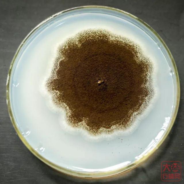 357百科 | 普洱熟茶发酵技术演进,经历了哪三个时代?